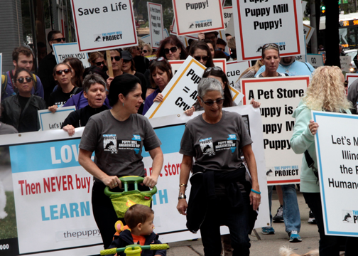 City Clerk Susana Mendoza Puppy Mill Project